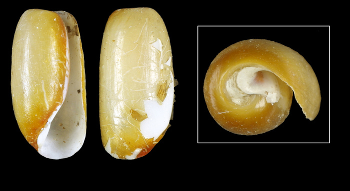 Cylichna alba (T. Brown, 1827) - Iceland N, 6.2 mm