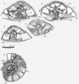 Rotalia trochidiformis (Lamarck, 1804)