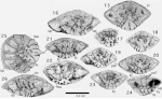 Chromista - Foraminifera (foraminifers)