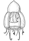 Halitholus intermedius, modified after Kramp (1959)