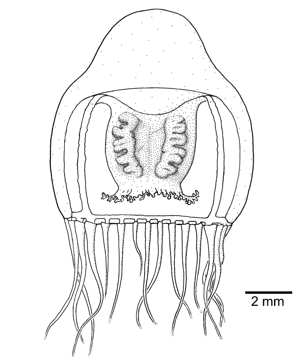 Halitholus cirratus, from Schuchert (2007) Halitholus cirratus, from Schuchert (2007)