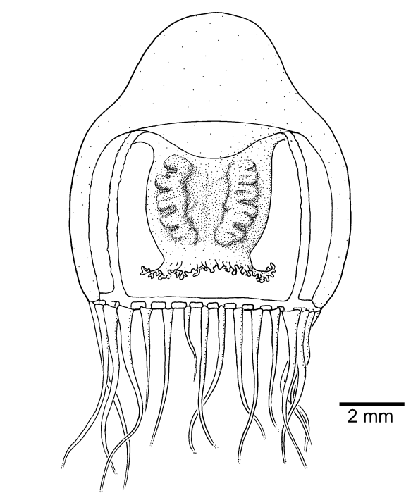 Halitholus cirratus, from Schuchert (2007)