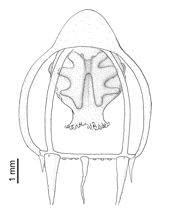 Halitholus pauper, from Schuchert (2007)