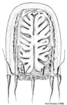 Leuckartiara annexa, from Kramp (1968)
