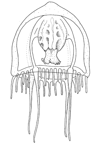 Leuckartiara brownei, modified after Larson & Harbison (1990)