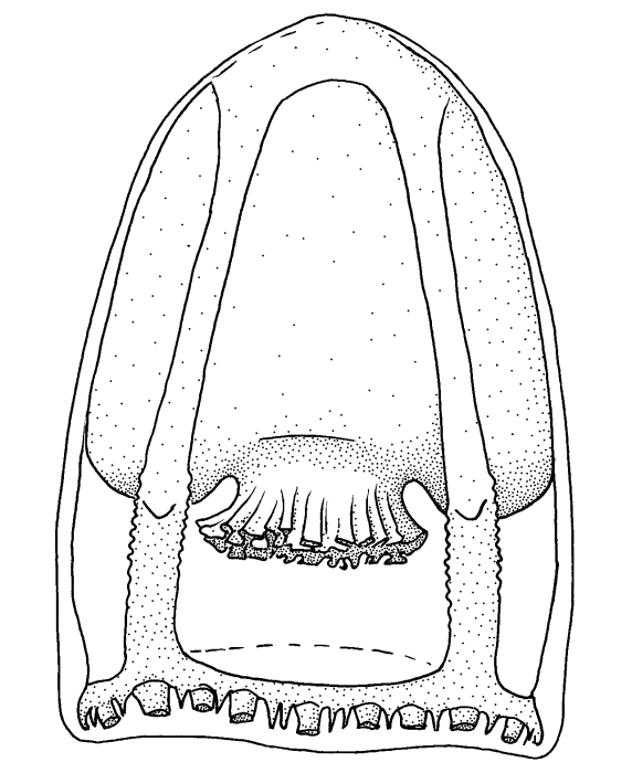 Leuckartiara grimaldii, from Schuchert (2007)