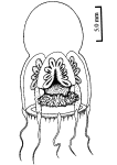 Leuckartiara hoepplii, from Xu et al. (2014) after Hsu (1928)