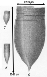 Helicostomella longa originally described as Tinttinnus mediterraneus by Brandt (1906)