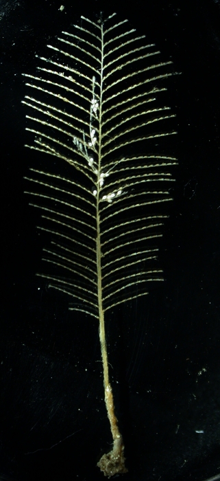 Cladocarpus integer; Norway, Raunefjord Cladocarpus integer; Norway, Raunefjord