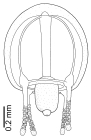 Euphysa problematica