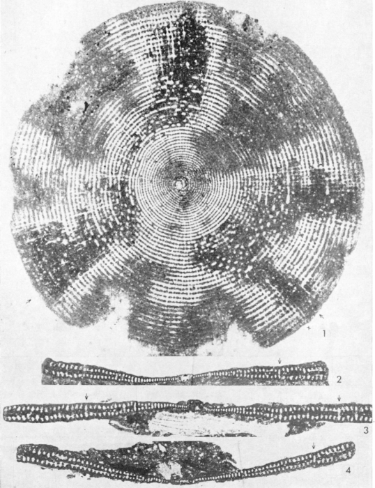 Cyclopsinella neumannae Cherchi, 1980 Cyclopsinella neumannae Cherchi, 1980