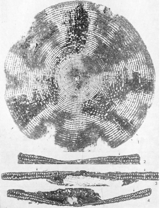 Cyclopsinella neumannae Cherchi, 1980