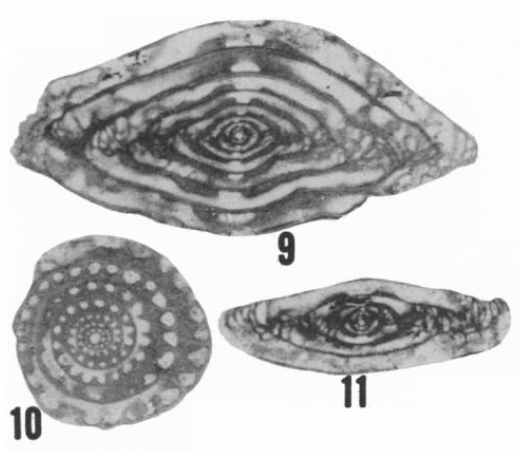 Fusulinella nipperensis Ross & Sabins, 1965 Fusulinella nipperensis Ross & Sabins, 1965