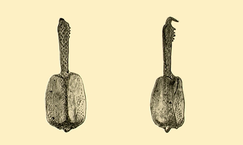 Sterechinus dentifer Sterechinus dentifer