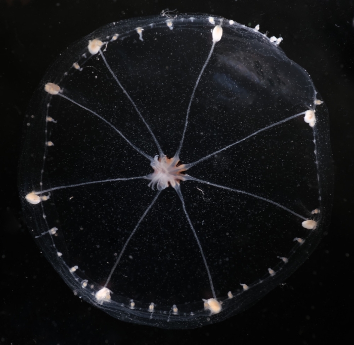 Octophialucium funerarium; 28 mm diameter; Norway, Korsfjord, 0-630 m depth Octophialucium funerarium; 28 mm diameter; Norway, Korsfjord, 0-630 m depth