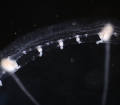 Hydrozoa (hydroids)