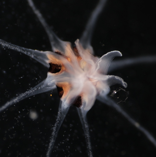 Octophialucium funerarium; 28 mm diameter; Norway, Korsfjord, 0-630 m depth