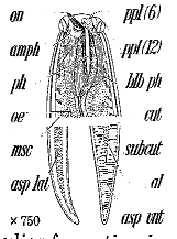 Campydora demonstrans