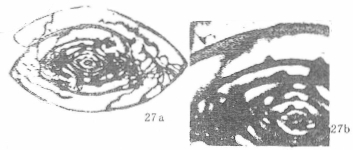Triticites (Tianshanella) tianshanensis Da in Da & Sun, 1983