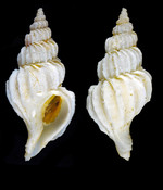 Boreotrophon truncatus (Strøm, 1768) - Hvannasund (Vidoy) Faeroes, 21.07.1998, 18.6 mm