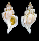 Boreotrophon clathratus (Linnaeus, 1767) - Fuglafjdur (Faeroes), 23.07.1998, 25.2 mm