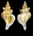 Mollusca (molluscs)