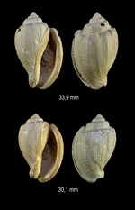 Austroharpa spiralistriata Ludbrook, 1978