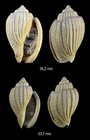 Austroharpa spiralistriata Ludbrook, 1978