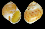 Euspira nitida (Donovan, 1803) - Iceland SW, 9.3 mm