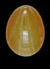 Patella pellucida Linnaeus, 1758 - Iceland W, 13.4 mm