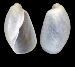 Retusophiline lima (T. Brown, 1827) - Iceland N, 4.8 mm