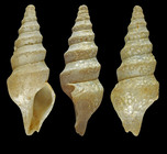 Spirotropis confusa sarsi War, 1975 - Iceland W, 16.8 mm