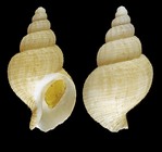 Turrisipho fenestratus (W. Turton, 1834) - Iceland NW, 32.7 mm