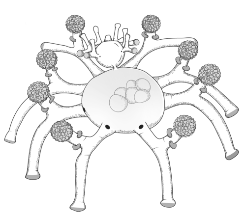 Staurocladia dzilamensis, from Ahuatzin-Hernández J.M., Hernández-Solís P.A., León-Deniz L.V. (2024)