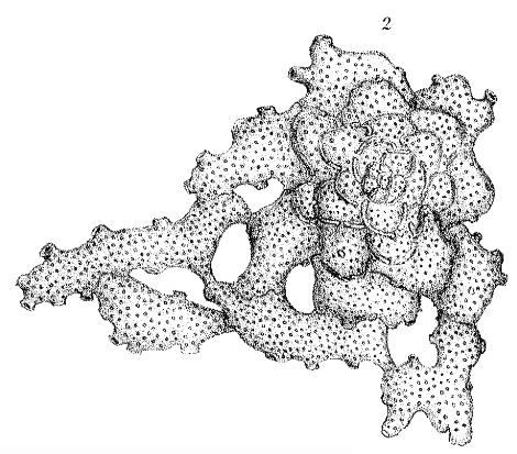 Planorbulina retinaculata Parker & Jones in Carpenter, 1862