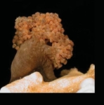 Pseudodrifa nigra