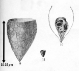 Tintinnopsis parva from plate 2, Merkle 1909