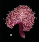 Renilla reniformis