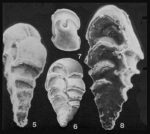 Chromista - Foraminifera (foraminifers)