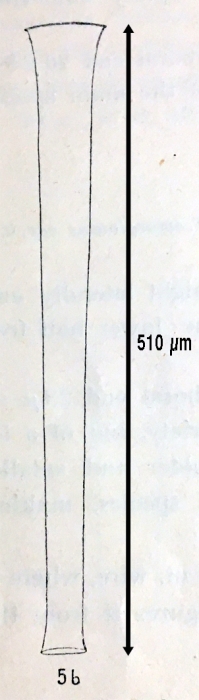 Tintinnus fraknoii f. elongata 