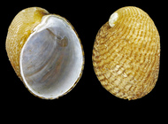 Velutina velutina (O. F. Mler, 1776) - Iceland W, 6.3 mm