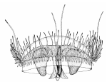 Craspedacusta sowerbii, medusa