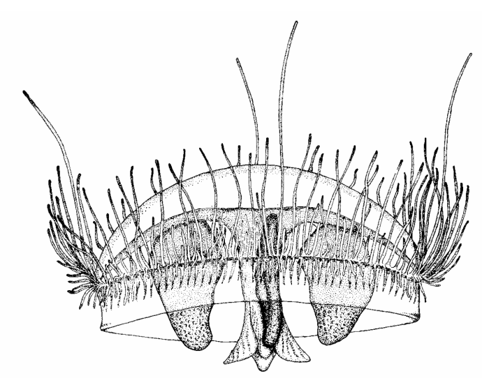 Craspedacusta sowerbii, medusa Craspedacusta sowerbii, medusa