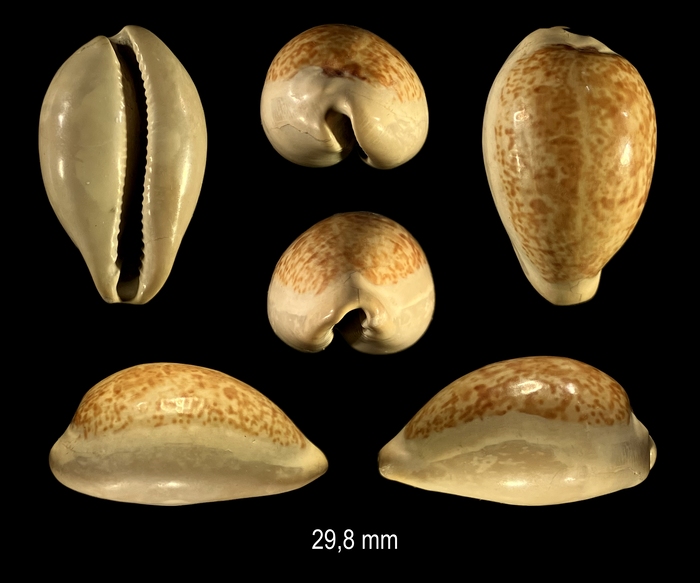 Schilderina utriculata (Lamarck, 1810) Schilderina utriculata (Lamarck, 1810)
