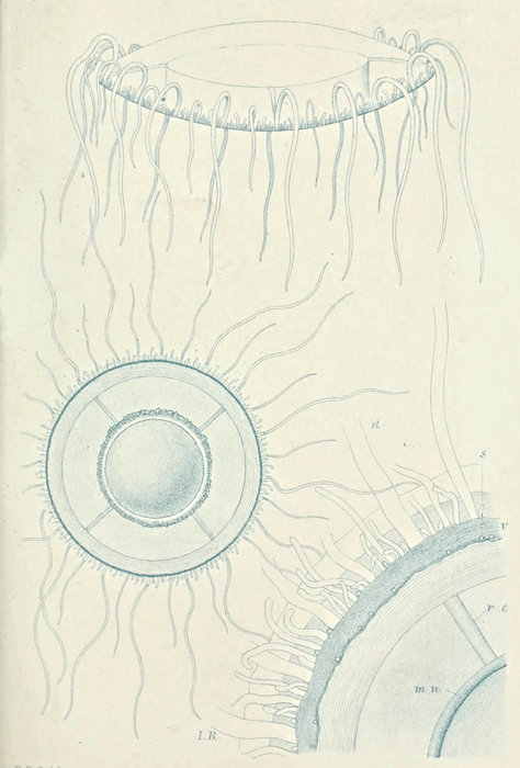 from Günther (1893) from Günther (1893)