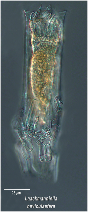 Laackmanniella naviculaefera Laackmanniella naviculaefera