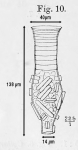Laackmanniella naviculaefera originally described as Codonella naviculaefera