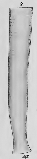Leprotintinnis pellucidus orignially described as Tintinnopsis pellucidus