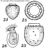 Tintinnopsis punctata from Wailes 1925