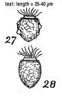 Tintinnopsus punctata forma minor from Wailes 1925, plate 1